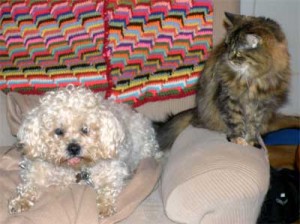 Daisy and Brandy sharing the chair.