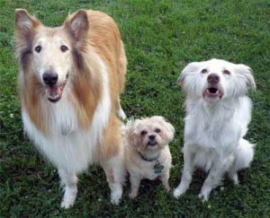 Duke, Daisy & Charm - The Terrific Trio