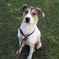Lacey, Canine Lifeline