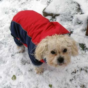 Daisy in her snowsuit