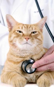 Cat getting a check-up.