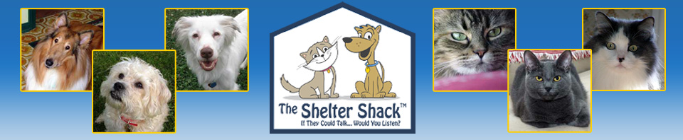 The Shelter Shack